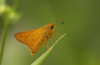 熱帶橙斑弄蝶;橙黃斑弄蝶;長標弄蝶;熱帶紅弄蝶